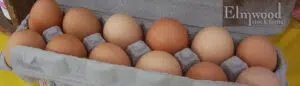eggs