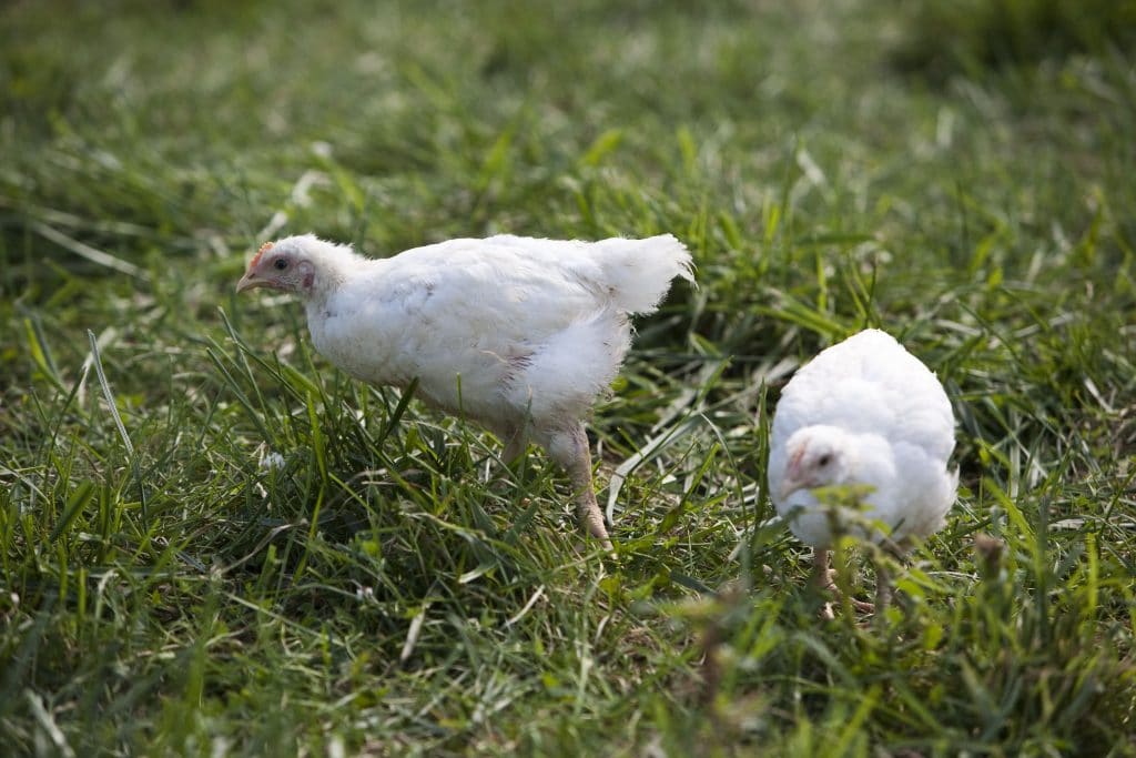broiler chickens on pasture