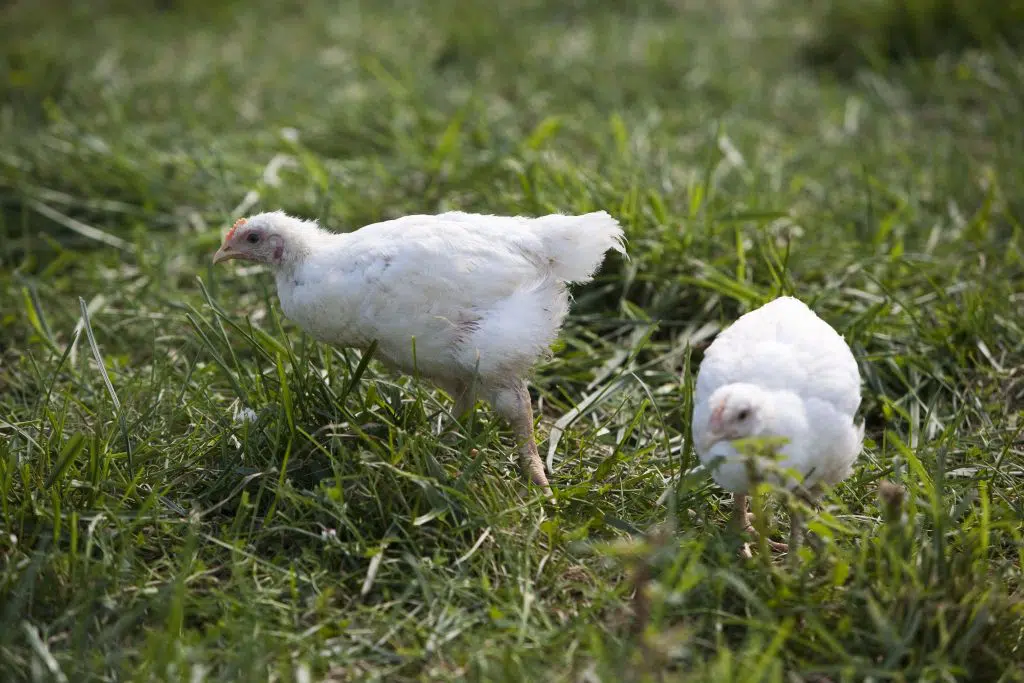 broiler chickens on pasture