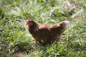 Elmwood_FreeRangeHen