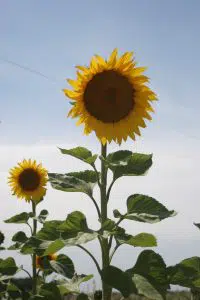 Sunflowers attract beneficial insects. photo by Lisa Munniksma