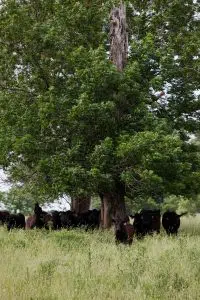 Elmwood Stock Farm cattle
