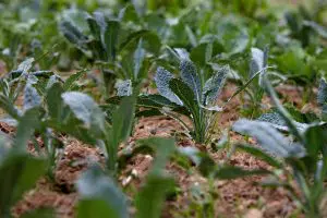 Elmwood Stock Farm lacinato kale