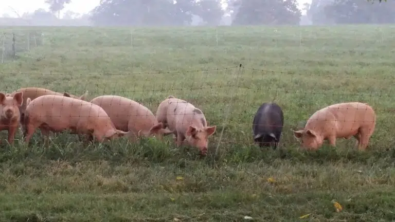 pigs on pasture