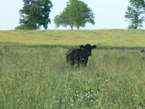 angus_steer