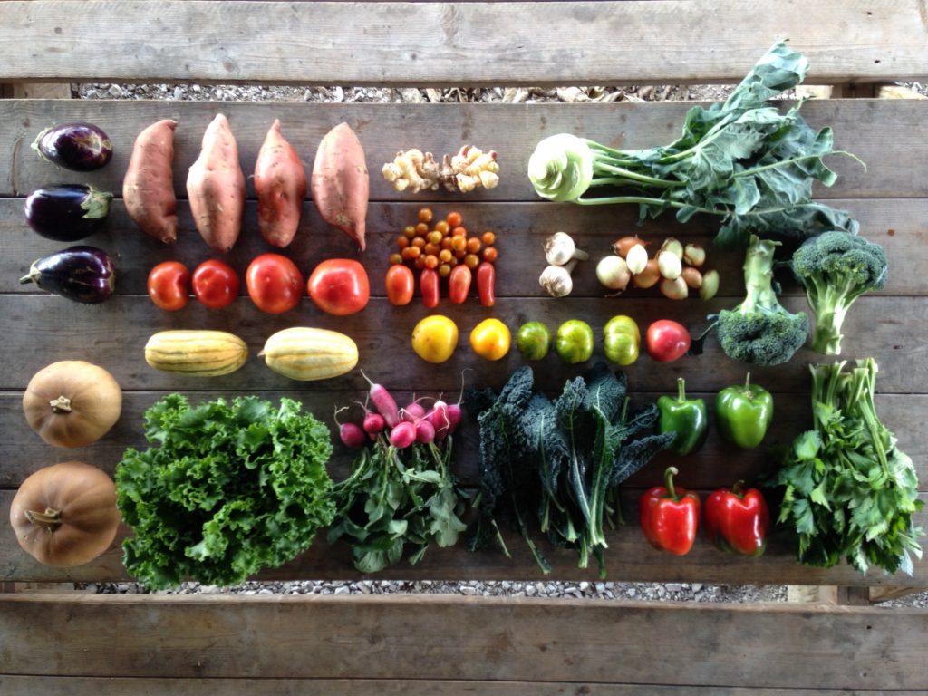 elmwood-fall-csa-2016