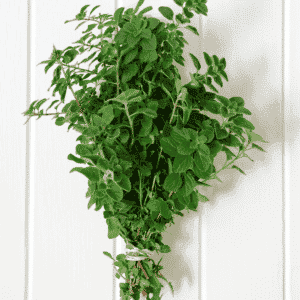 Fresh Herbs, Oregano