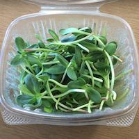 Sunflower Shoots