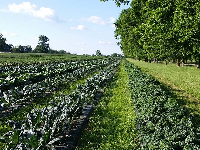 Treeline and crop field at Elmwood Stock Farm