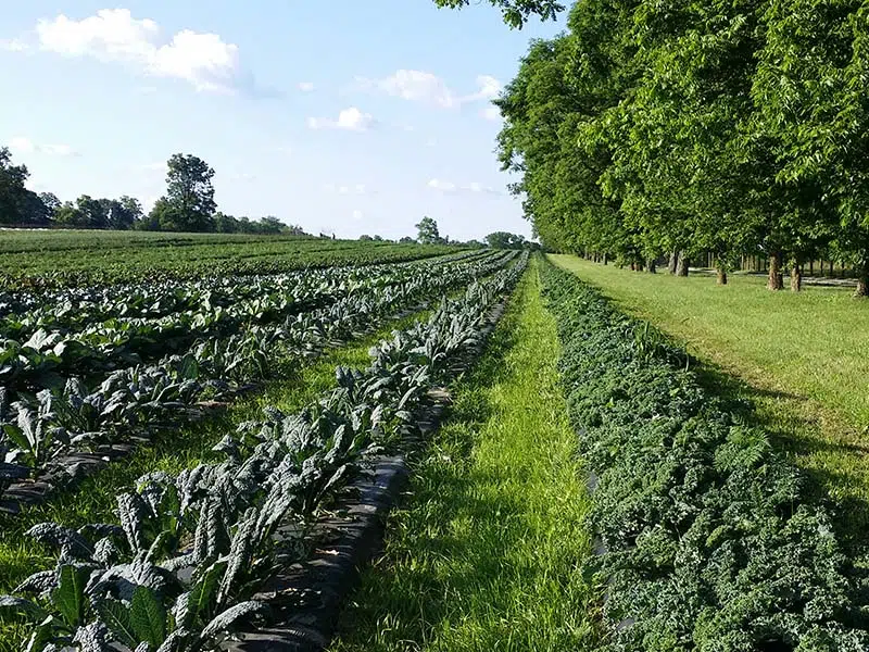 Treeline and crop field at Elmwood Stock Farm