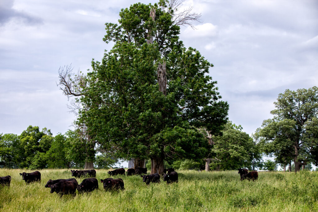 cattle grazing