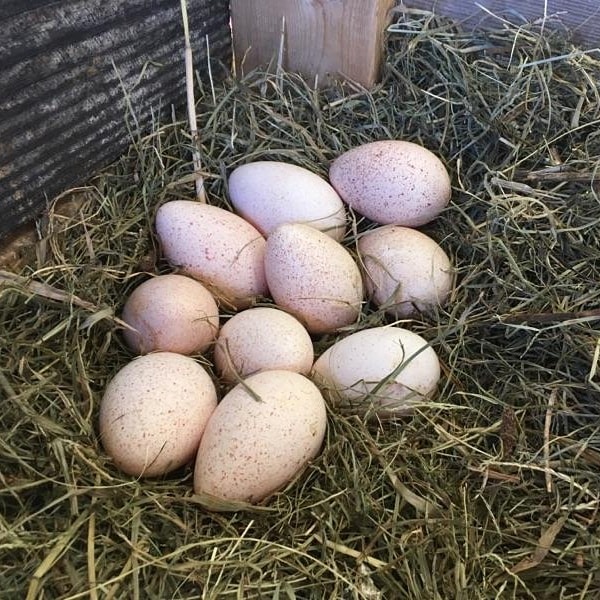 turkey eggs in a nest