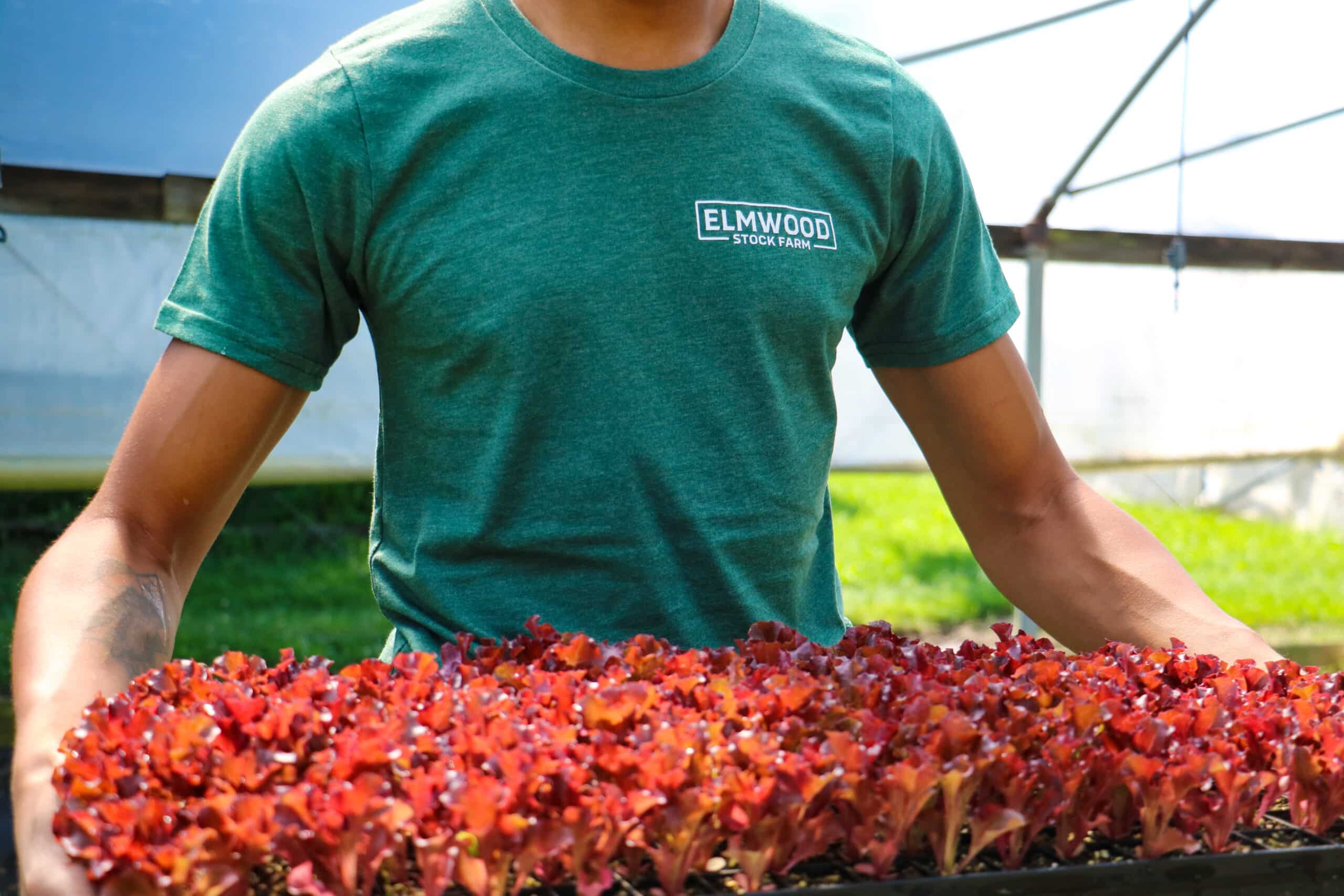 Elmwood Stock Farm T-Shirt - Image 2