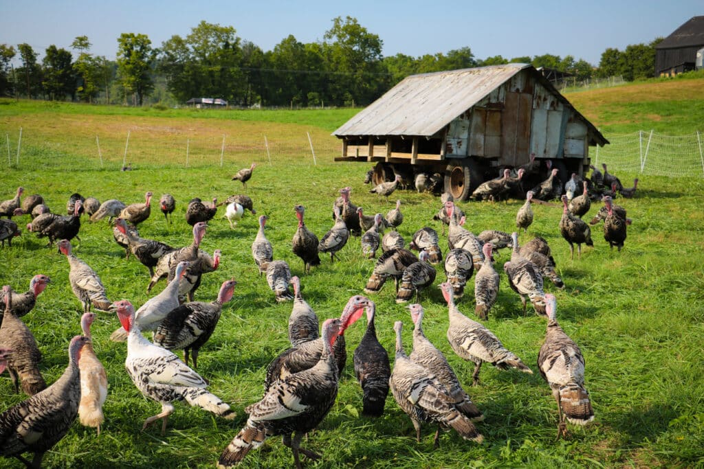 organic-heritage-turkey-pasture-raised-elmwood