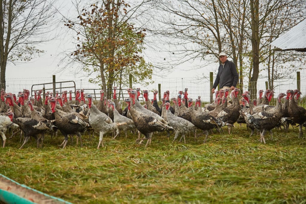 elmwood-organic-heritage-breed-turkeys