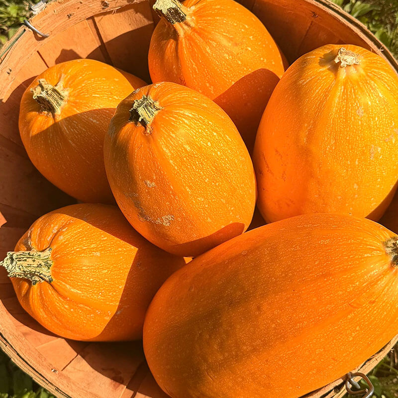 A barrel of Orangetti Squash