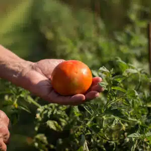 Tomatoes, Red