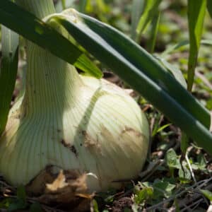 Onions, Sweet Candy