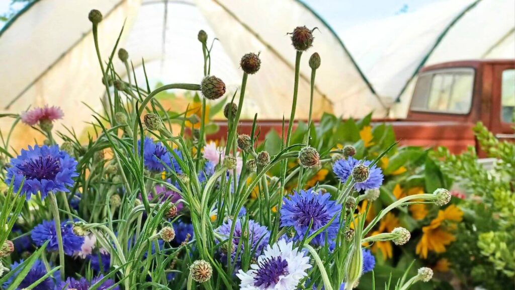 A bouquet of flowers grown on the farm in front of Farmer Mac's red pickup truck.