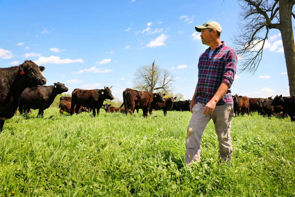 Image of John Bell walking through a herd of cows.