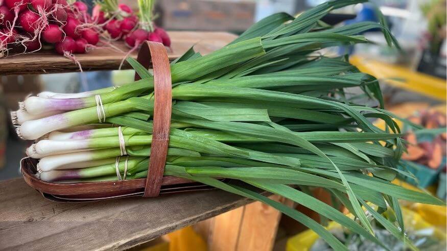 a bright green bundle of green garlic